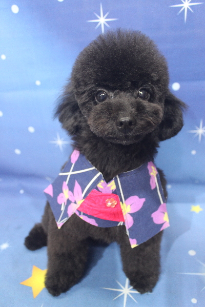 千葉県鎌ヶ谷市のトイプードルのトリミング画像