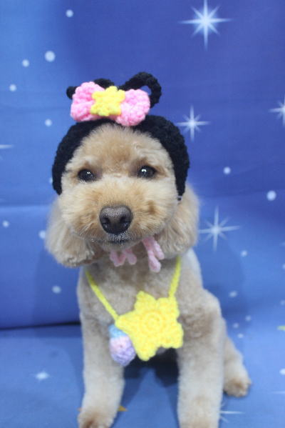 千葉県船橋市のトイプードルのトリミング画像