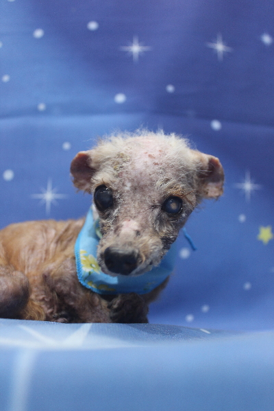 千葉県船橋市のトイプードルのトリミング画像