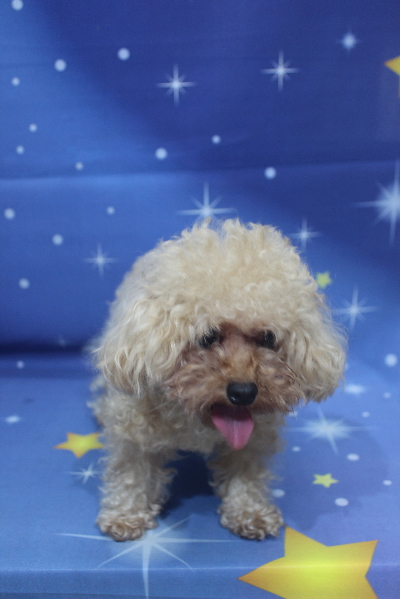 千葉県鎌ケ谷市のトイプードルのトリミング前画像