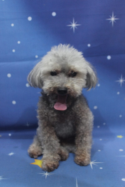 千葉県船橋市のトイプードルのトリミング前画像