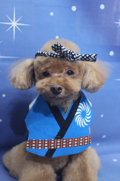 千葉県船橋市のトイプードルのトリミング画像