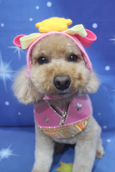 千葉県船橋市のトイプードルのトリミング画像