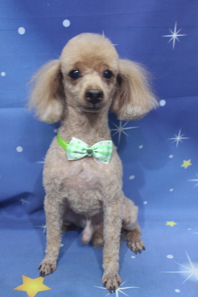 千葉県船橋市のトイプードルのトリミング画像