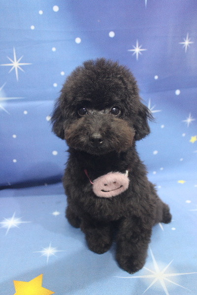 千葉県鎌ケ谷市のトイプードルのトリミング画像