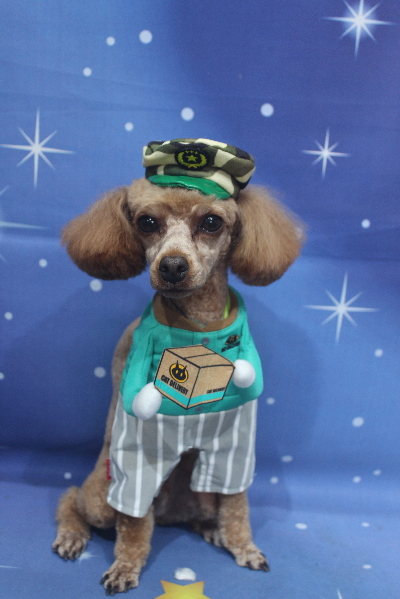 千葉県船橋市のトイプードルのトリミング画像