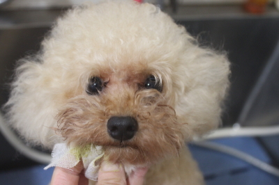千葉県鎌ケ谷市のトイプードルの歯磨き画像