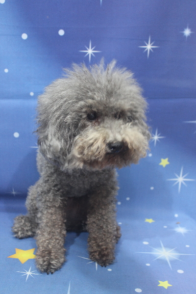 千葉県船橋市のトイプードルのトリミング前画像