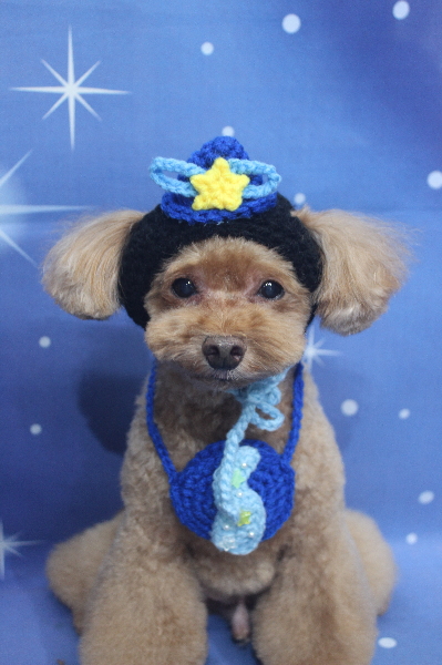 千葉県船橋市のトイプードルのトリミング画像