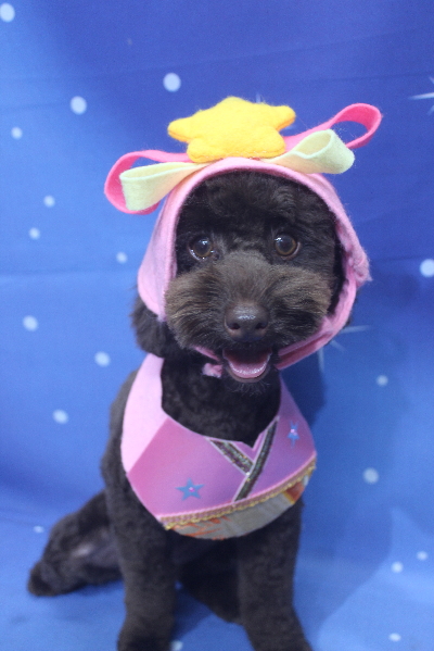 千葉県市川市のトイプードルのトリミング画像