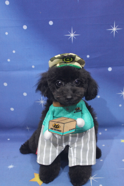 千葉県鎌ヶ谷市のトイプードルのトリミング画像