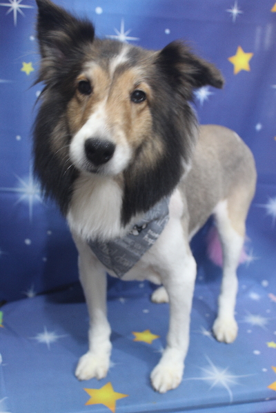 千葉県船橋市のシェルティのトリミング画像