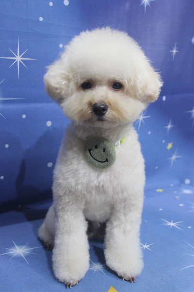 千葉県鎌ケ谷市のトイプードルのトリミング画像