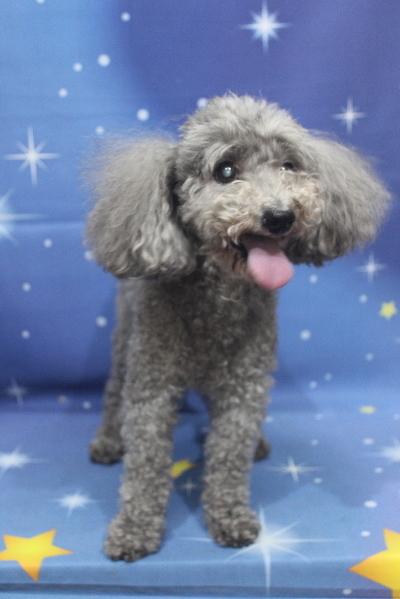 千葉県船橋市のトイプードルのトリミング前画像