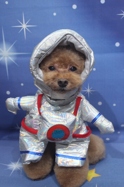 千葉県船橋市のトイプードルのトリミング画像