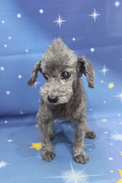 千葉県船橋市のトイプードルのトリミング前画像