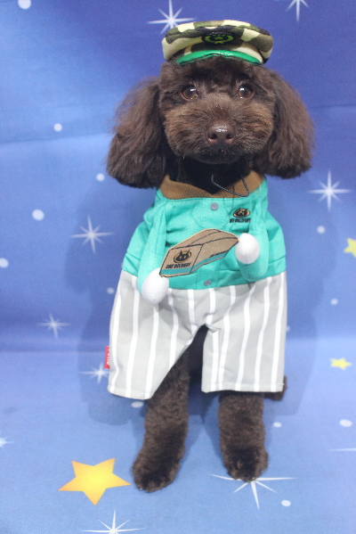 千葉県市川市のトイプードルのトリミング画像