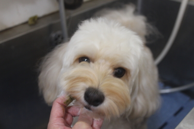 千葉県鎌ヶ谷市のミックス犬の歯磨き画像