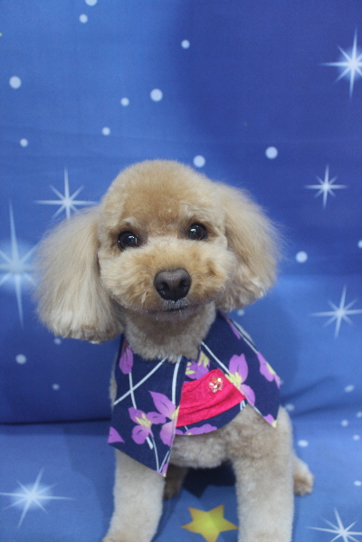 千葉県船橋市のトイプードルのトリミング画像