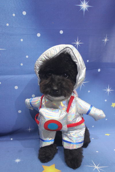 千葉県鎌ケ谷市のトイプードルのトリミング画像