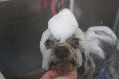 千葉県船橋市のトイプードルのシャンプー画像