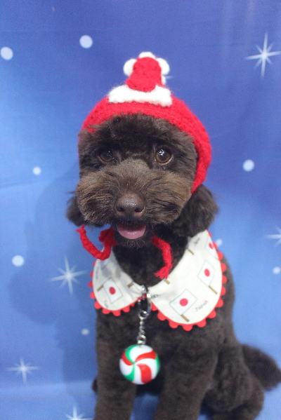 千葉県市川市のトイプードルのトリミング画像