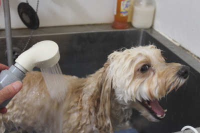 千葉県鎌ヶ谷市のミックス犬のオゾンシャワー画像