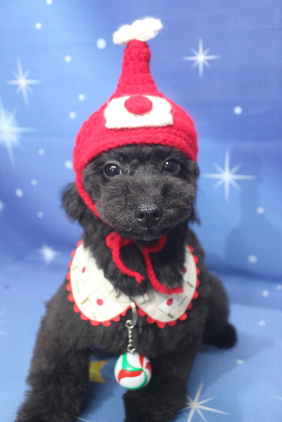 千葉県鎌ヶ谷市のトイプードルのトリミング画像