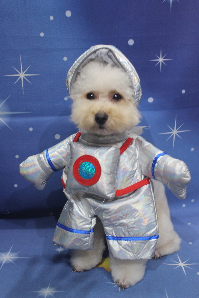 千葉県鎌ケ谷市のトイプードルのトリミング画像