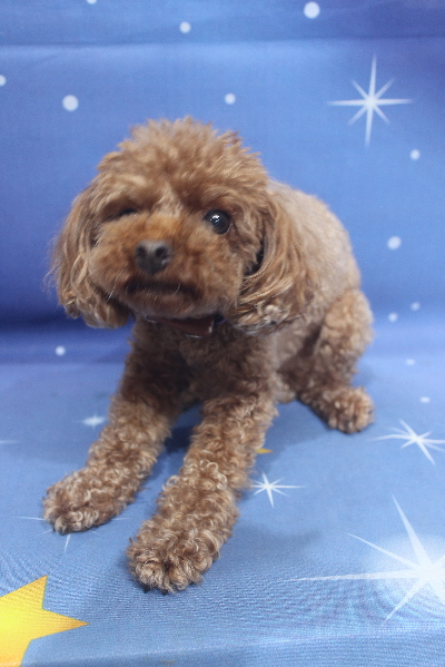 千葉県船橋市のトイプードルのトリミング前画像