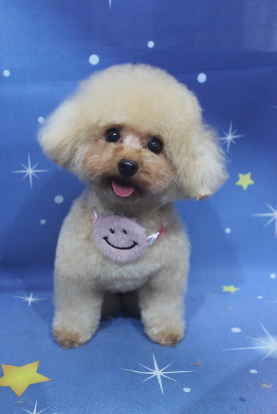 千葉県鎌ケ谷市のトイプードルのトリミング画像