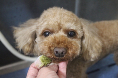 神奈川県横浜市のトイプードルの歯磨き画像