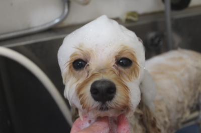 千葉県鎌ヶ谷市のミックス犬のシャンプー画像
