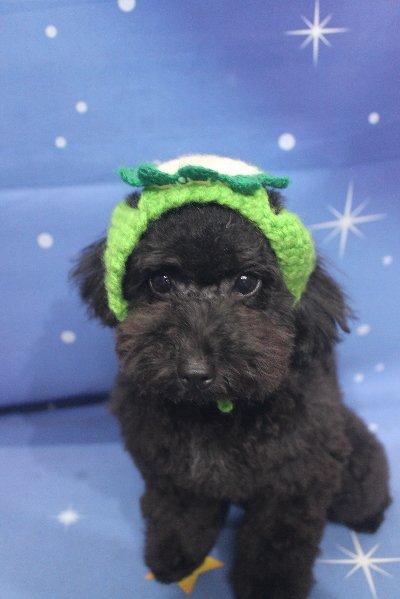 千葉県鎌ケ谷市のトイプードルのトリミング画像