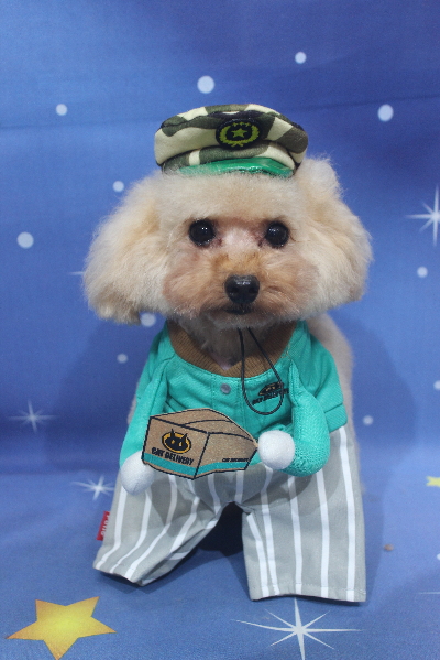 千葉県鎌ケ谷市のトイプードルのトリミング画像