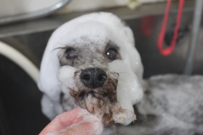 千葉県船橋市のトイプードルのシャンプー画像