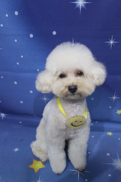 千葉県鎌ヶ谷市のトイプードルのトリミング画像