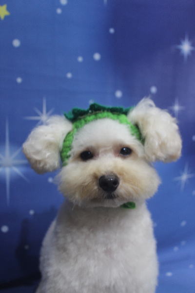 千葉県鎌ケ谷市のトイプードルのトリミング画像