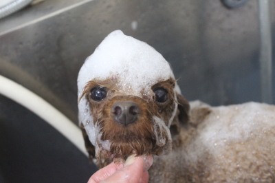 千葉県船橋市のトイプードルのシャンプー画像
