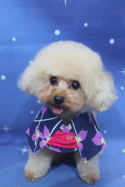 千葉県鎌ケ谷市のトイプードルのトリミング画像