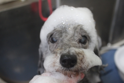 千葉県船橋市のトイプードルのシャンプー画像