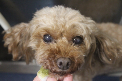 神奈川県横浜市のトイプードルの歯磨き画像