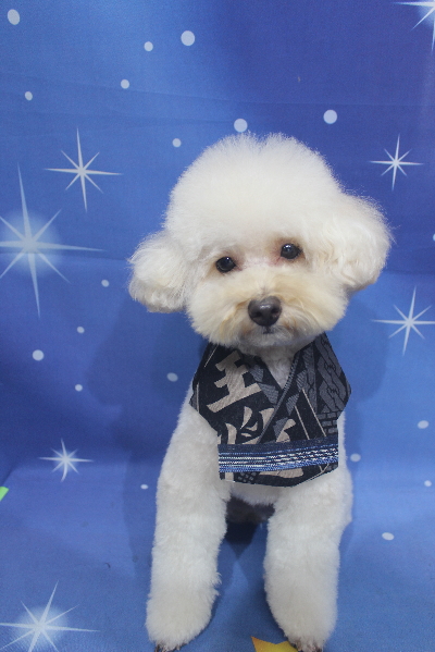 千葉県鎌ヶ谷市のトイプードルのトリミング画像