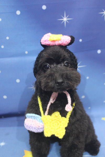 千葉県鎌ケ谷市のトイプードルのトリミング画像