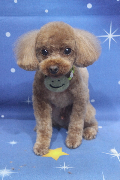 千葉県船橋市のトイプードルのトリミング画像