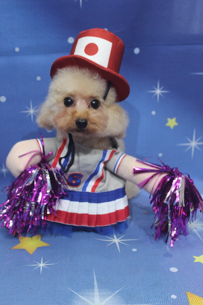 千葉県鎌ケ谷市のトイプードルのトリミング画像