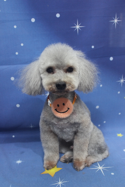 千葉県船橋市のトイプードルのトリミング画像