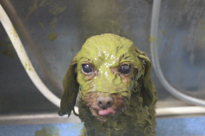 神奈川県横浜市のトイプードルのハーブパック画像