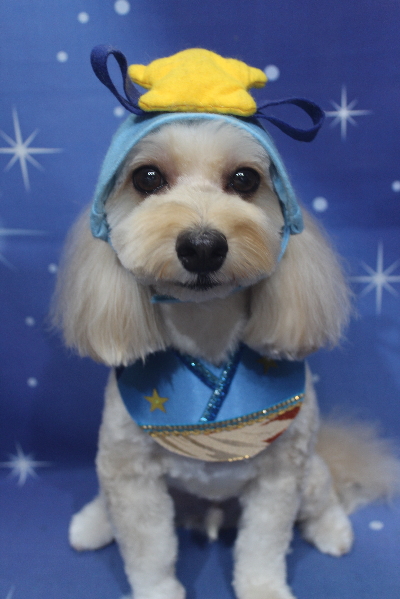 千葉県鎌ヶ谷市のミックス犬のトリミング画像