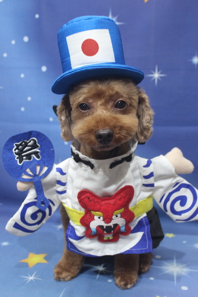 千葉県船橋市のトイプードルのトリミング画像